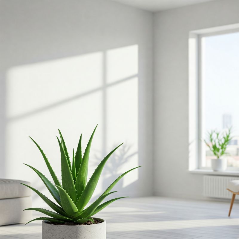 5-helposti-hoidettavaa-istutusastiaa